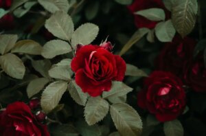 Scopri il segreto del giardiniere per avere rose fiorite tutto l'anno