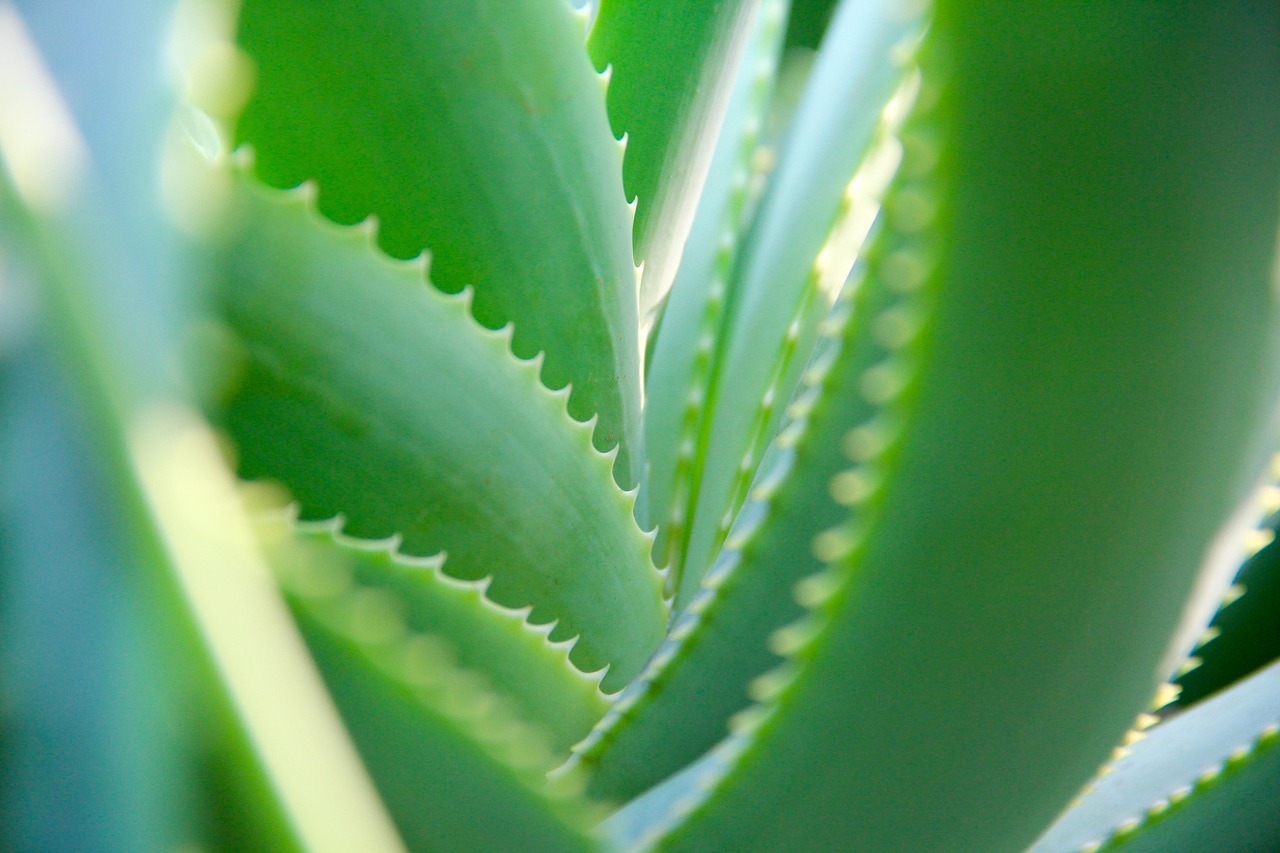 Immagine di foglie di aloe vera su sfondo verde, simbolo di energia naturale e benefici per il metabolismo.